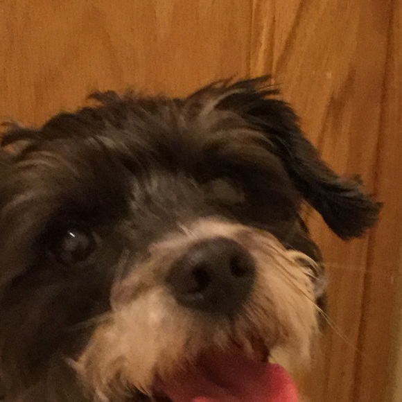 Meet your Posher, Elena - Picture 1 of 1